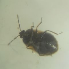 Brachysteles parvicornis