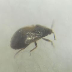 Brachysteles parvicornis