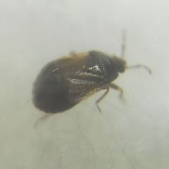 Brachysteles parvicornis