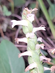 Spiranthes magnicamporum