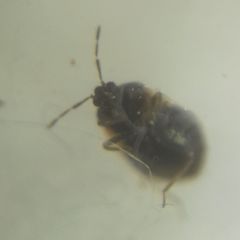 Brachysteles parvicornis