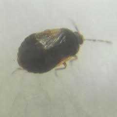 Brachysteles parvicornis