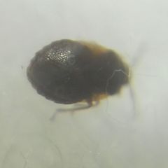Brachysteles parvicornis