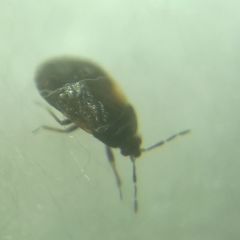 Brachysteles parvicornis