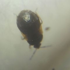 Brachysteles parvicornis