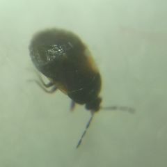 Brachysteles parvicornis