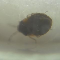 Brachysteles parvicornis