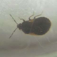 Brachysteles parvicornis