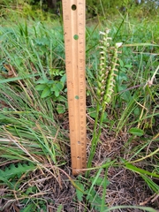 Spiranthes magnicamporum