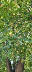 Tilia