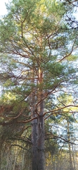 Pinus sylvestris