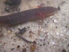Necturus punctatus