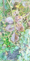 Diplocarpon