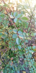 Diplocarpon