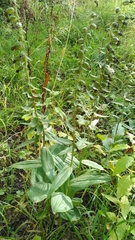 Epipactis helleborine