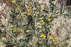 Aspalathus spinosa glauca