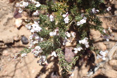 Aspalathus submissa