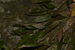 Dendrobium pugioniforme