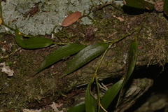 Dendrobium pugioniforme
