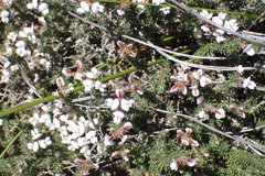 Aspalathus submissa