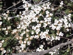 Aspalathus submissa