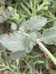 Mesosphaerum pectinatum