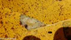 Phyllonorycter tiliacella