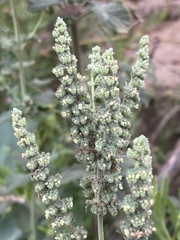Mesosphaerum pectinatum