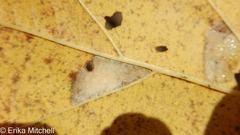 Phyllonorycter tiliacella
