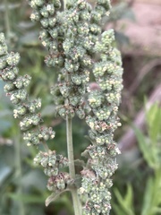 Mesosphaerum pectinatum