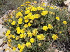 Berkheya angustifolia