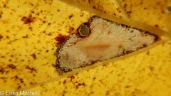 Phyllonorycter tiliacella