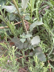 Mesosphaerum pectinatum