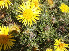 Berkheya angustifolia