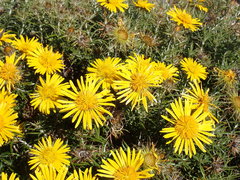 Berkheya angustifolia