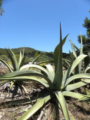 Agave mapisaga