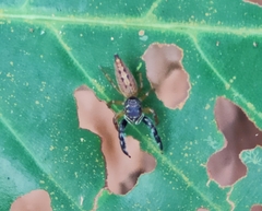 Bavia sexpunctata