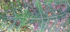 Abies sibirica