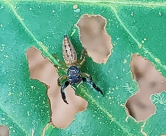 Bavia sexpunctata