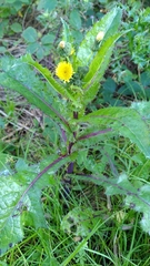 Sonchus asper