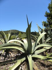 Agave mapisaga