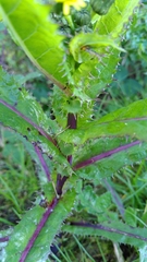 Sonchus asper