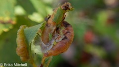 Dasineura salicifoliae