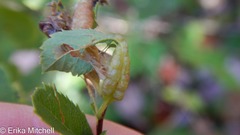 Dasineura salicifoliae