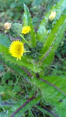 Sonchus asper
