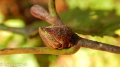 Dasineura serrulatae