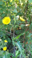 Sonchus asper