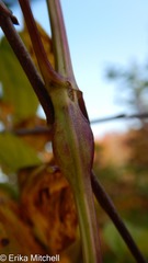 Neolasioptera clematidis