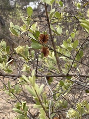 Combretum hereroense hereroense