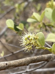 Combretum hereroense hereroense